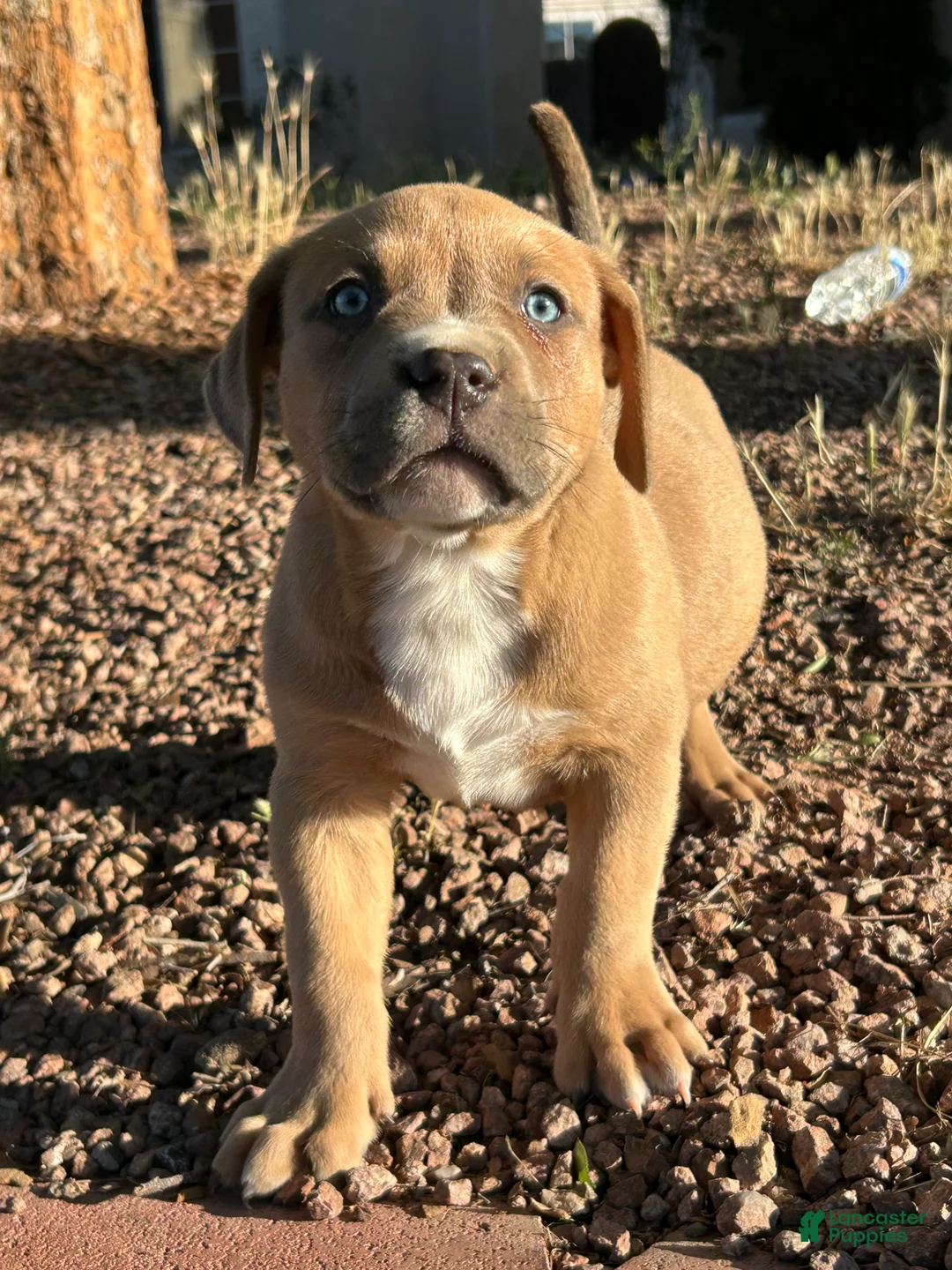 American Bully dogs for sale: American Bully Puppy 2 - Ad 1