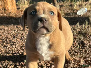 American Bully dogs American Bully Puppy 2 - Ad 4