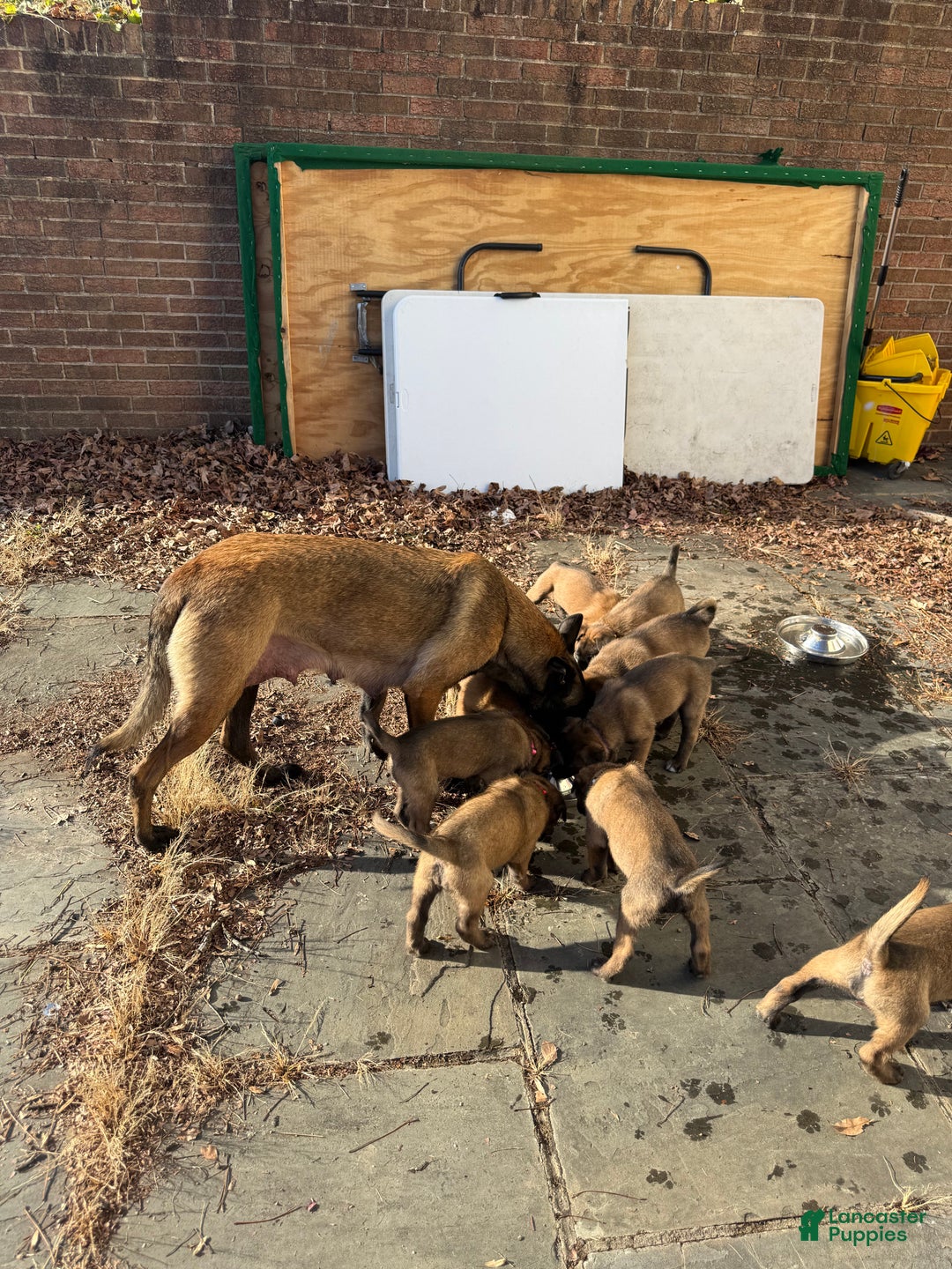Belgian Malinois dogs for sale: Belgian Malinois Puppy 6 - Ad 10
