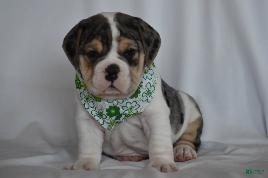 Beabull dogs for sale: Iris - Ad 5