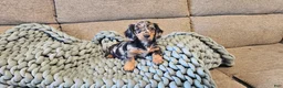 Dachshund dogs for sale: POPPY - Ad 3