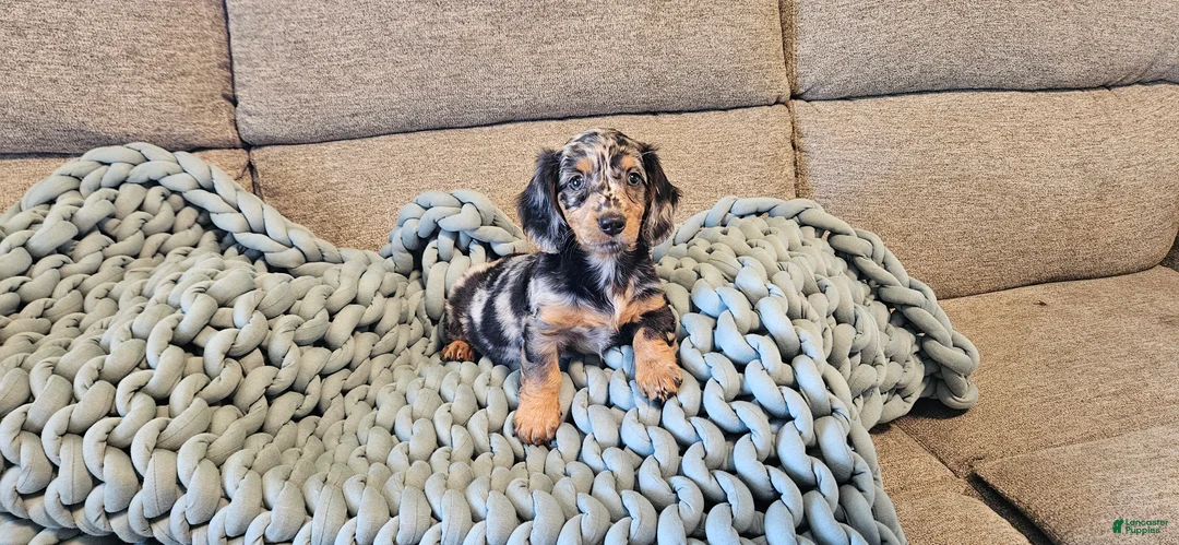 Dachshund dogs for sale: POPPY - Ad 3