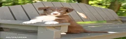 Border Collie dogs for sale: Maverick - Ad 3