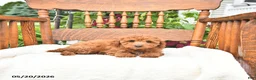 Mini Goldendoodle dogs for sale: Russel - Ad 4