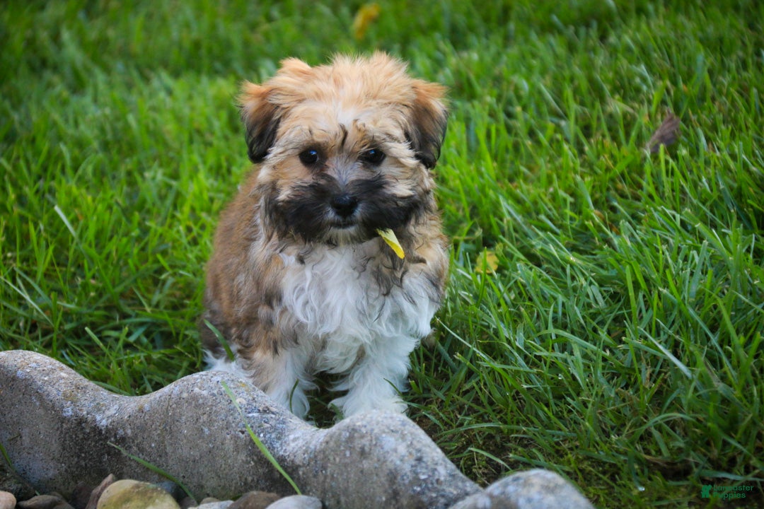 Havanese dogs Athena Havanese  - Ad 2