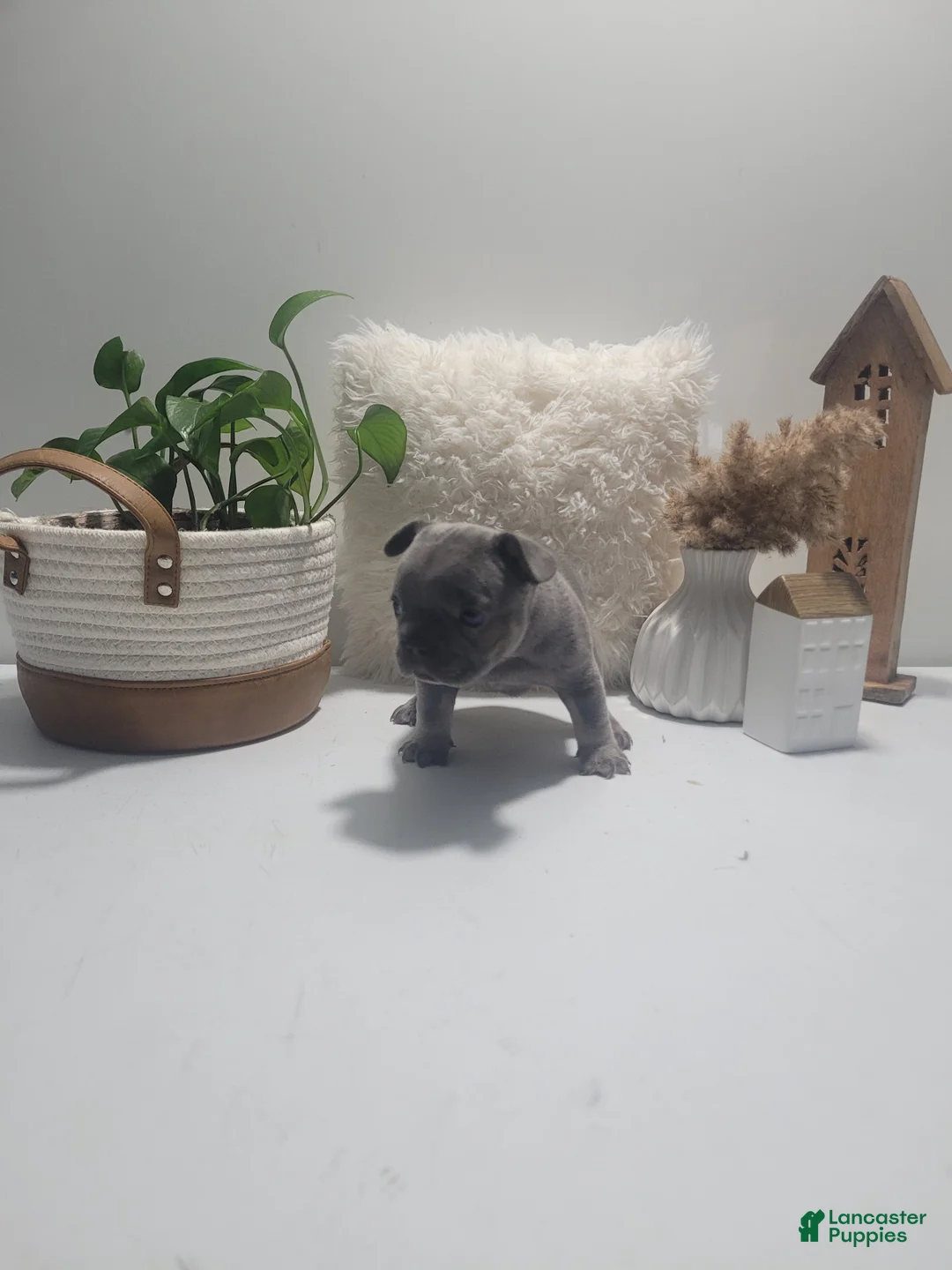 French Bulldog dogs for sale: French Bulldog Puppy 5 - Ad 2
