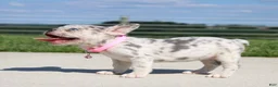 French Bulldog dogs for sale: Pearl - Ad 6