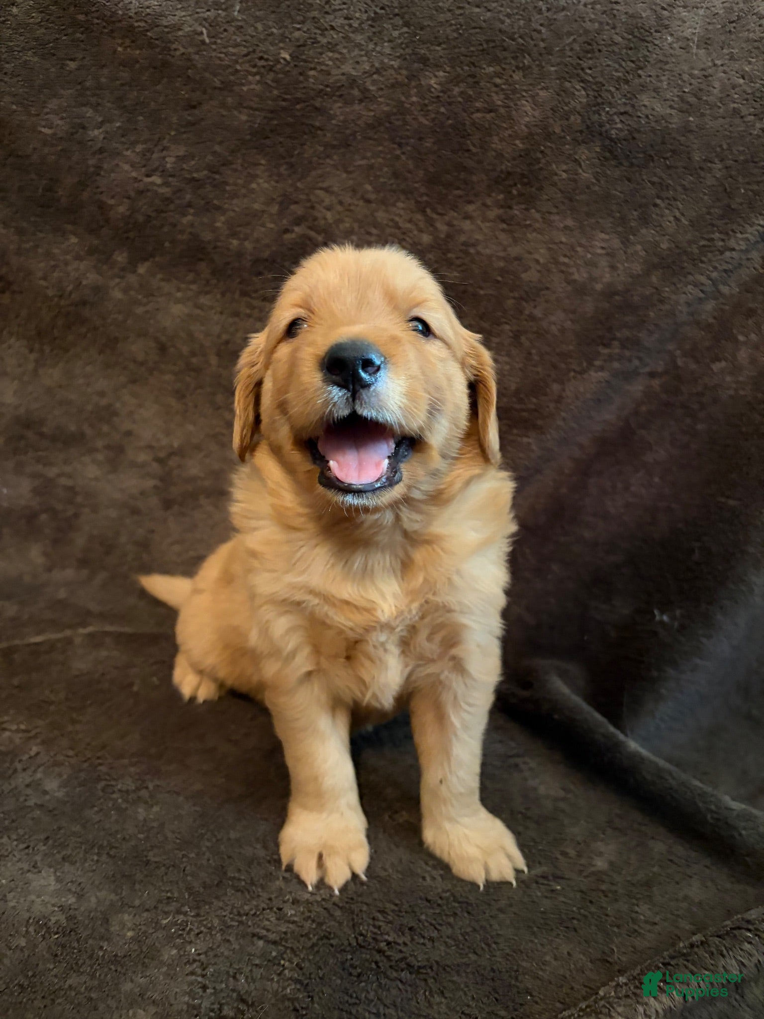 Golden Retriever dogs for sale: Golden Retriever 2 - Ad 2
