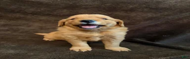 Golden Retriever 2