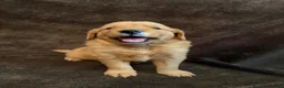 Golden Retriever dogs for sale: Golden Retriever 2 - Ad 1