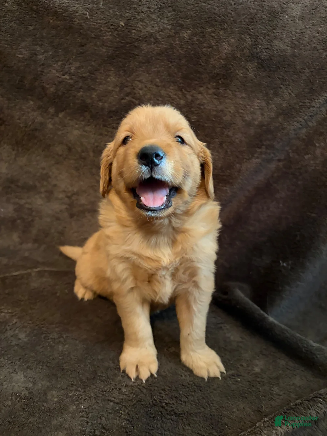 Golden Retriever dogs for sale: Golden Retriever 2 - Ad 1