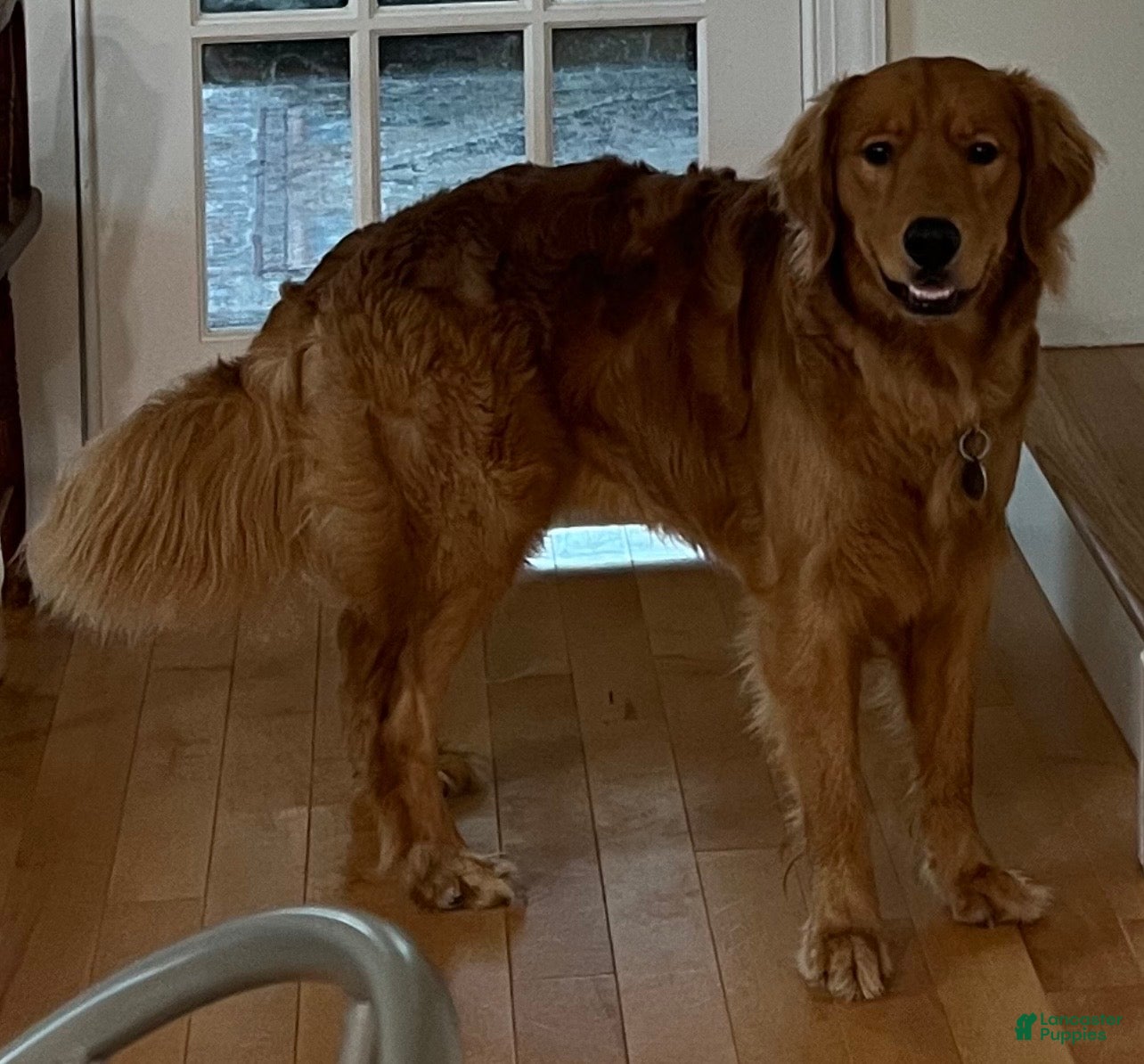 Golden Retriever dogs Golden Rays - Ad 37