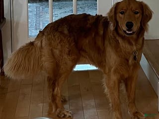 Golden Retriever dogs Golden Rays - Ad 1