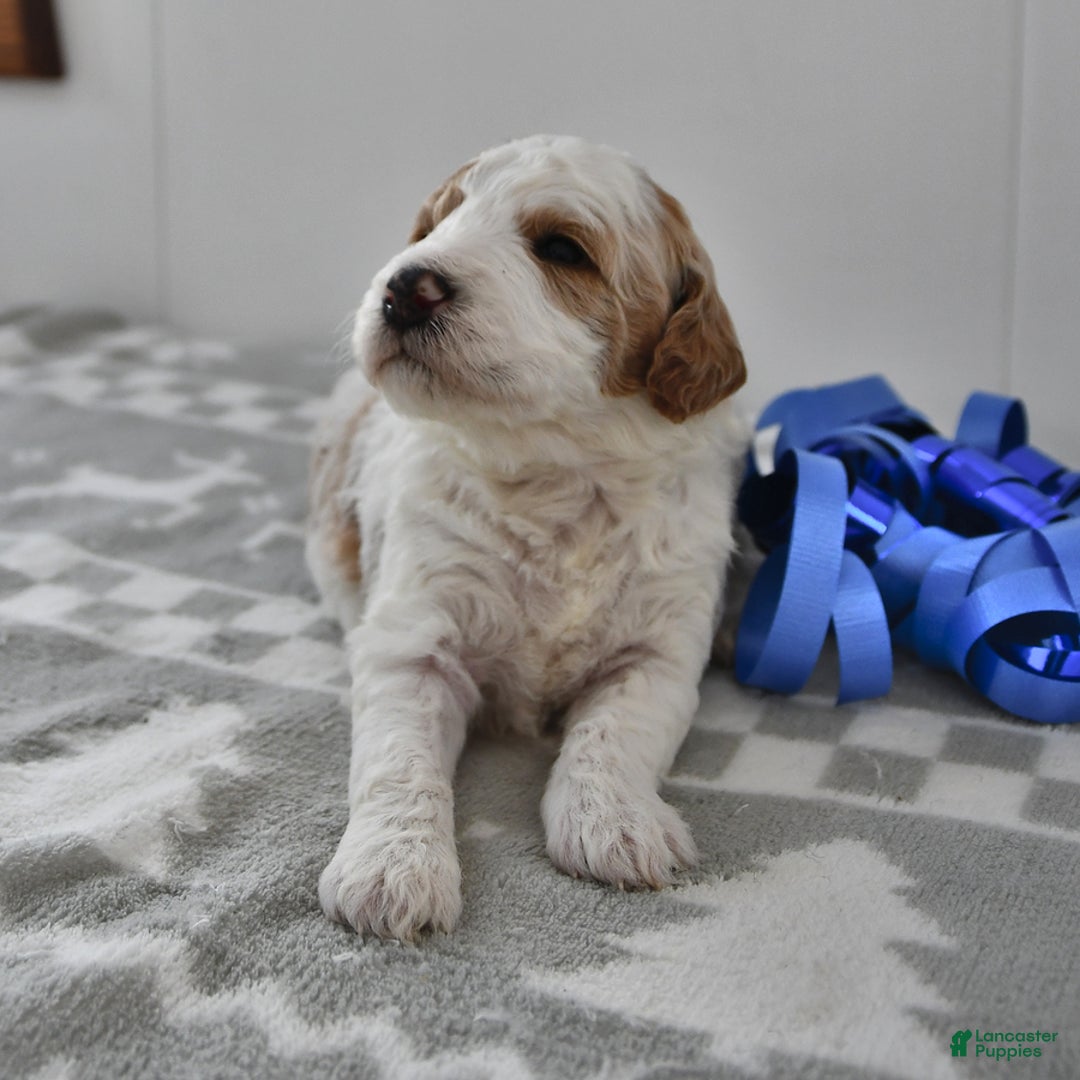 Mini Goldendoodle dogs for sale: Fletcher - Ad 12