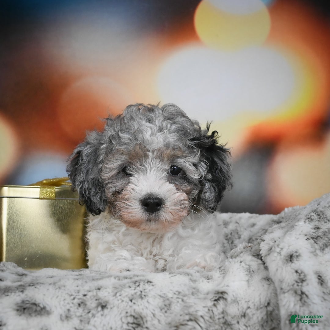 Cockapoo dogs for sale: Carl - Ad 1