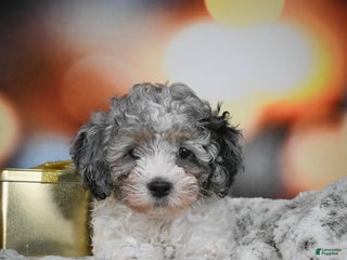 Cockapoo dogs Carl - Ad 25