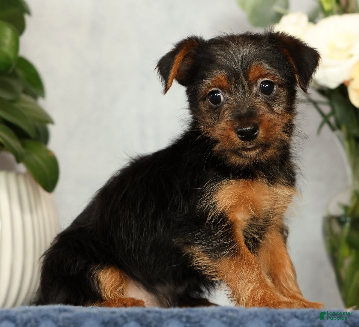 Yorkshire Terrier dogs Nolan - Ad 2