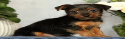 Yorkshire Terrier dogs for sale: Nolan - Ad 2