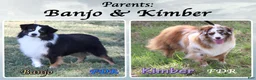Toy Australian Shepherd dogs for sale: Sashimi - Ad 5