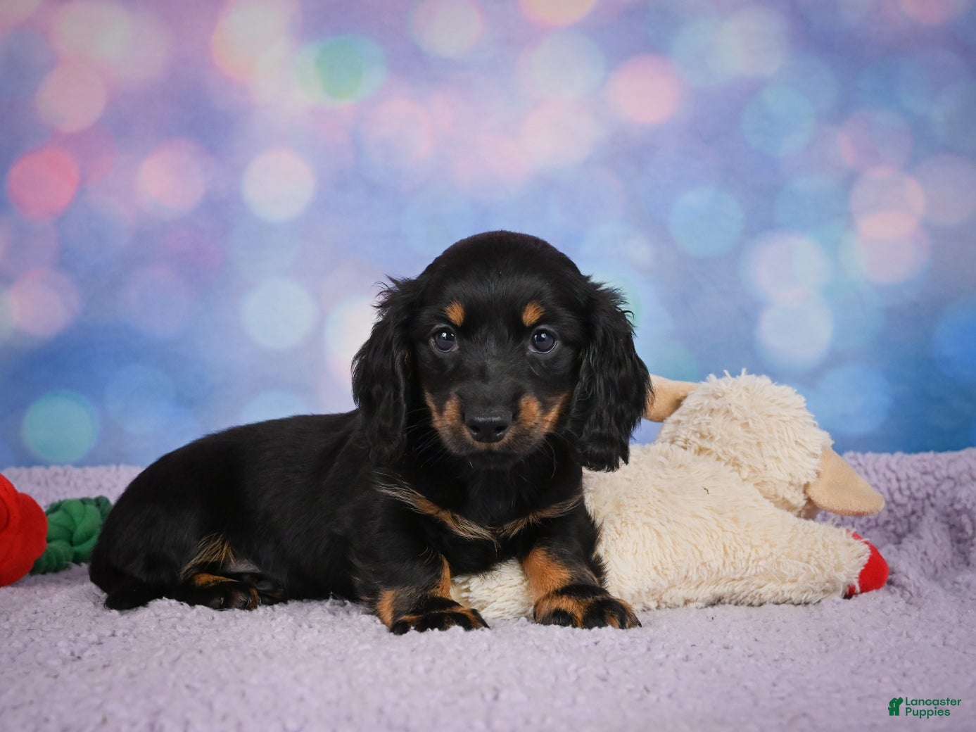 Miniature Dachshund dogs AKC Jane - Ad 2