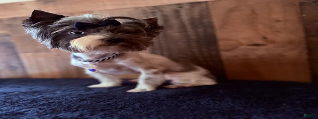 Stormi 