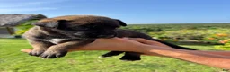 Belgian Malinois dogs for sale: Belgian Malinois 1 (Lucky)  - Ad 3