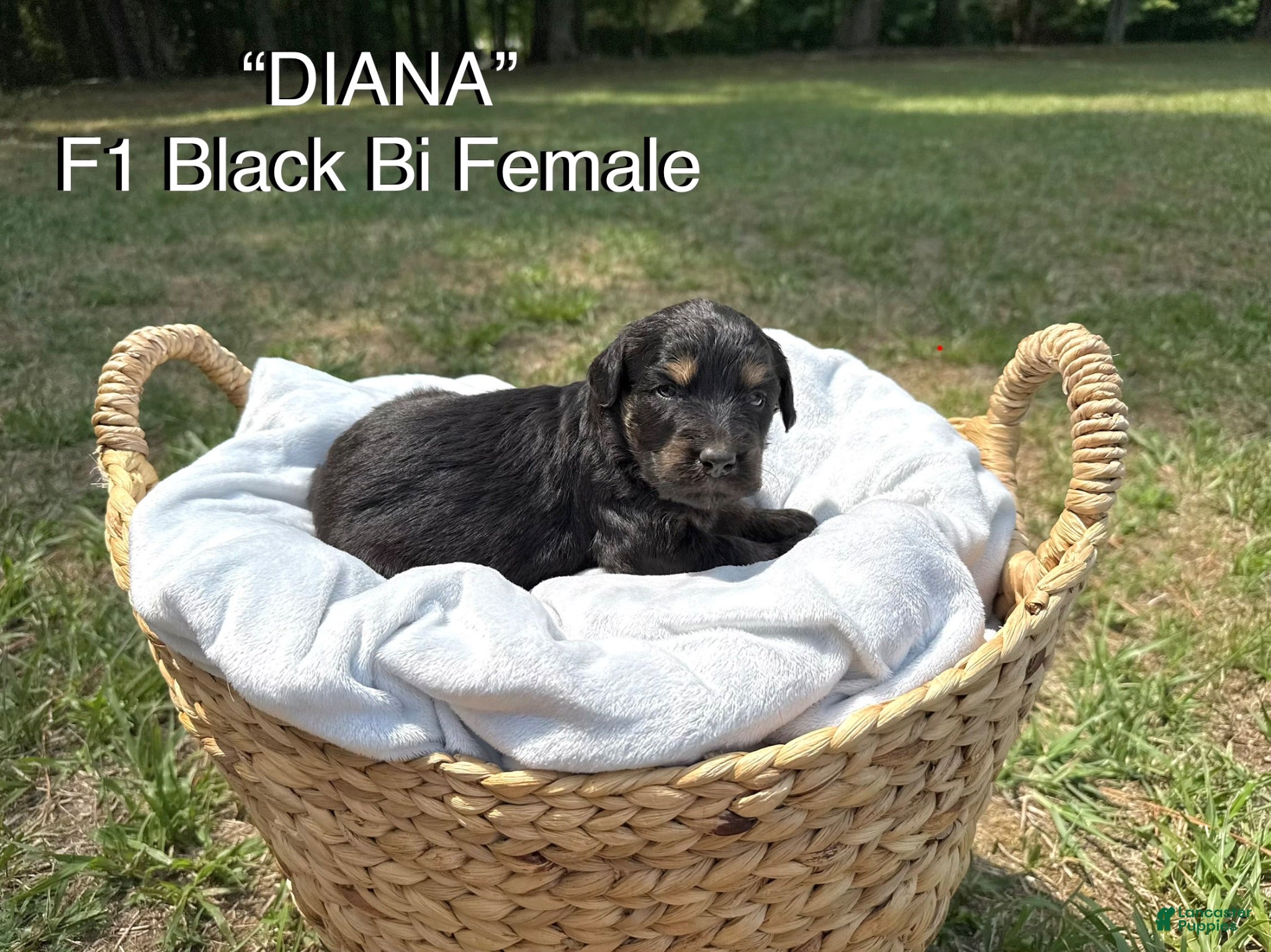 Aussiedoodle dogs Diana - Ad 1