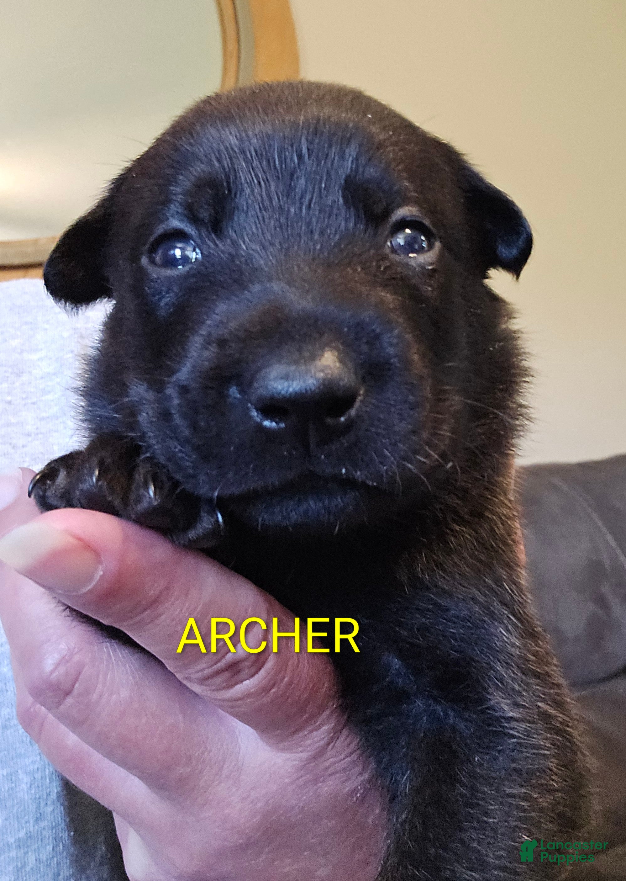 Belgian Malinois dogs Belgian Malinois 1 - Ad 1