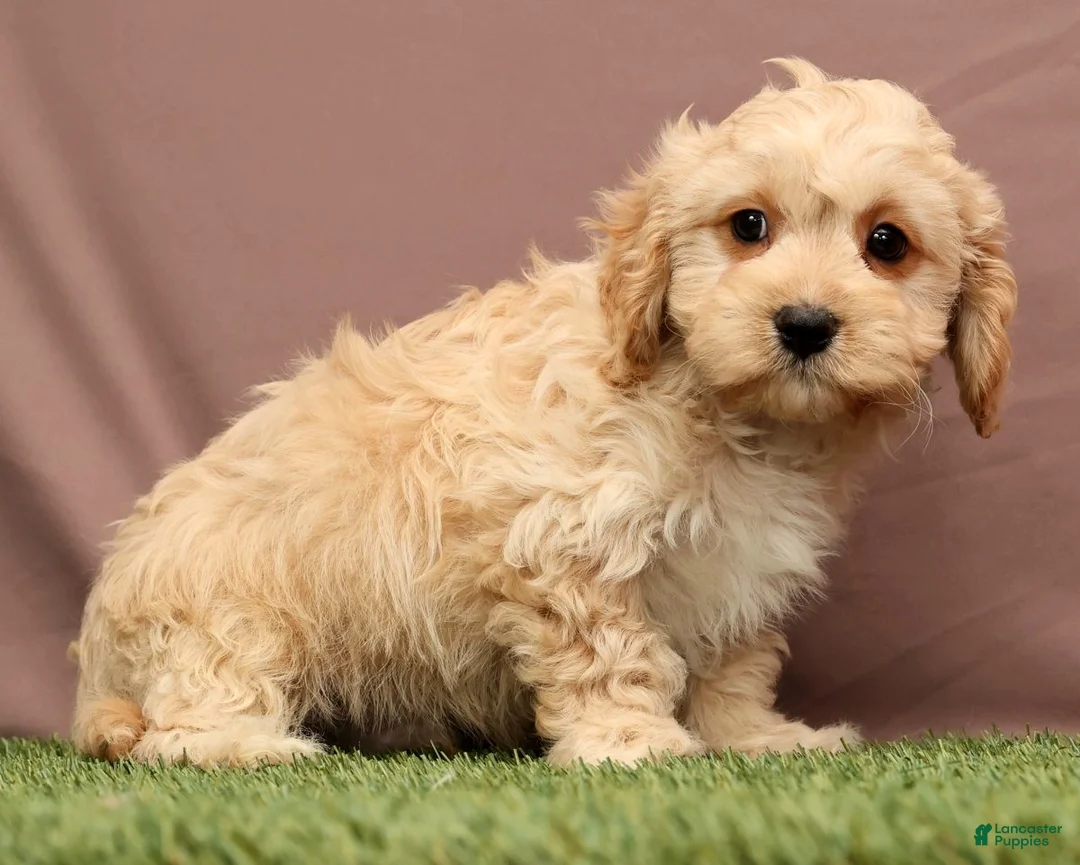 Cavapoo dogs for sale: James - Ad 5