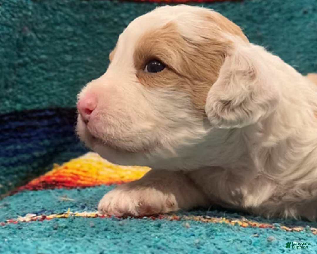 Mini Bernedoodle dogs for sale: Simba - Ad 6