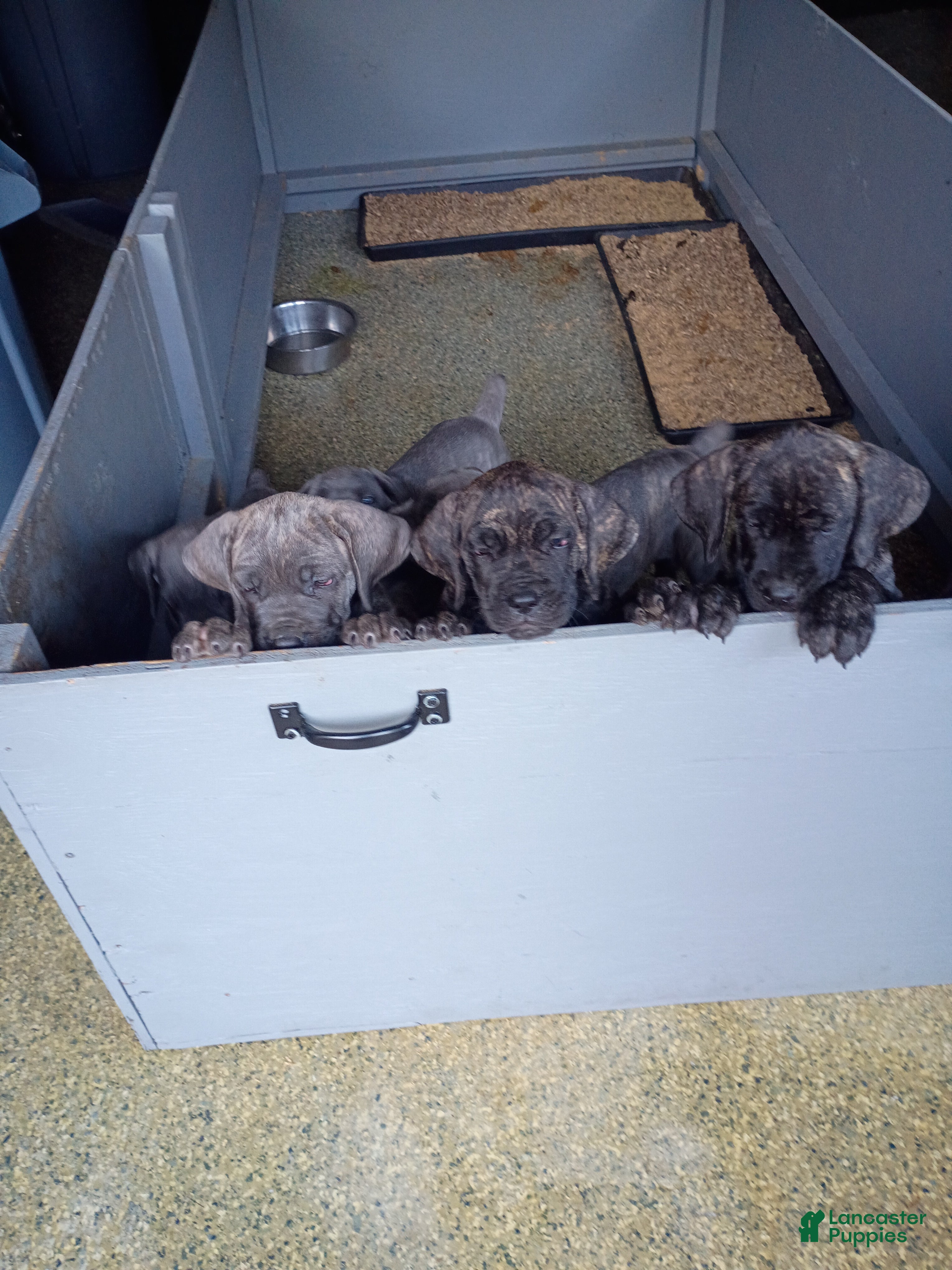 Cane Corso dogs for sale: Cane Corso 4 - Ad 1
