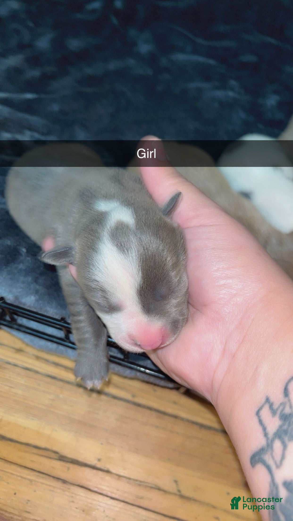 Mixed Breed dogs Mixed Breed Puppy 3 - Ad 25