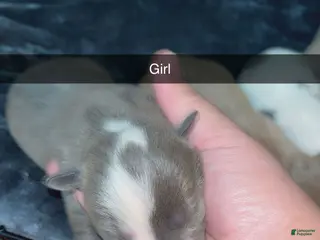 Mixed Breed dogs Mixed Breed Puppy 3 - Ad 25