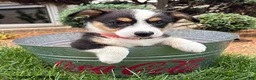 Welsh Corgi Pembroke dogs for sale: Gideon - Ad 3