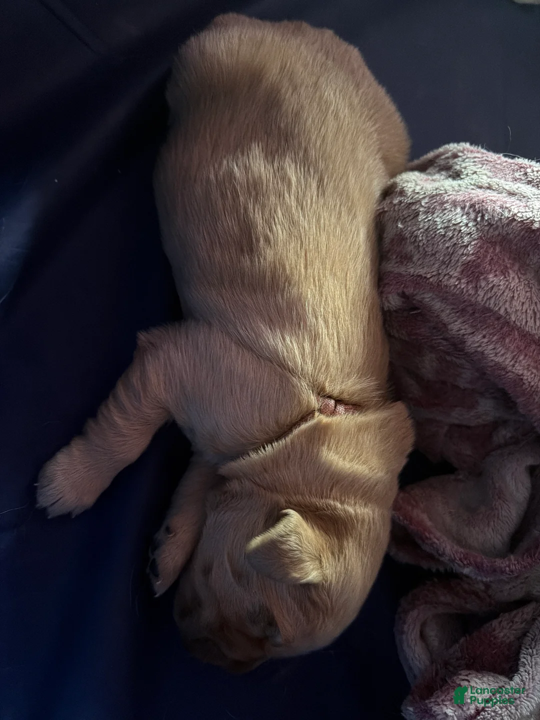 Golden Retriever dogs for sale: Golden Retriever Puppy 2 Pink - Ad 15