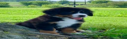 Bernese Mountain Dog dogs for sale: Snoopy - Ad 1