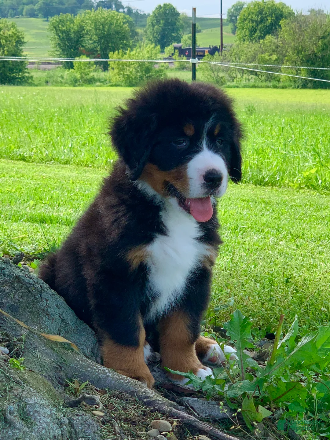 Bernese Mountain Dog dogs for sale: Snoopy - Ad 1