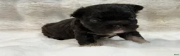 French Bulldog dogs for sale: French Bulldog 1 - Ad 4