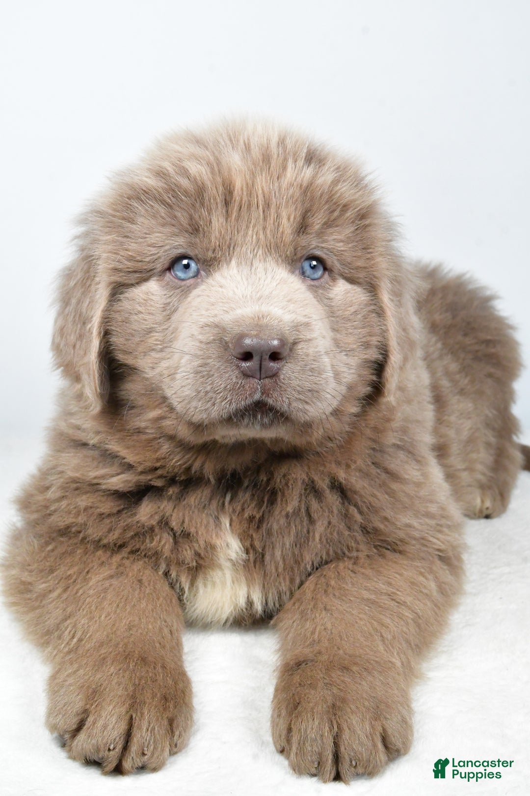 Newfoundland dogs for sale: Duke - Ad 3