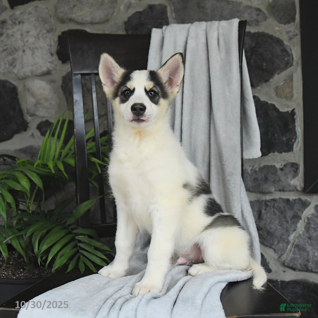 Pomsky dogs for sale: Tucker - Ad 2