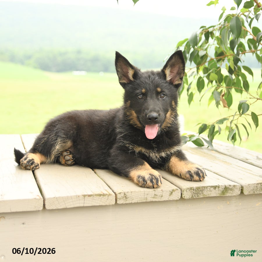German Shepherd dogs Penny - Ad 2