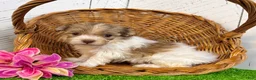 Havanese dogs for sale: Gabby - Ad 3