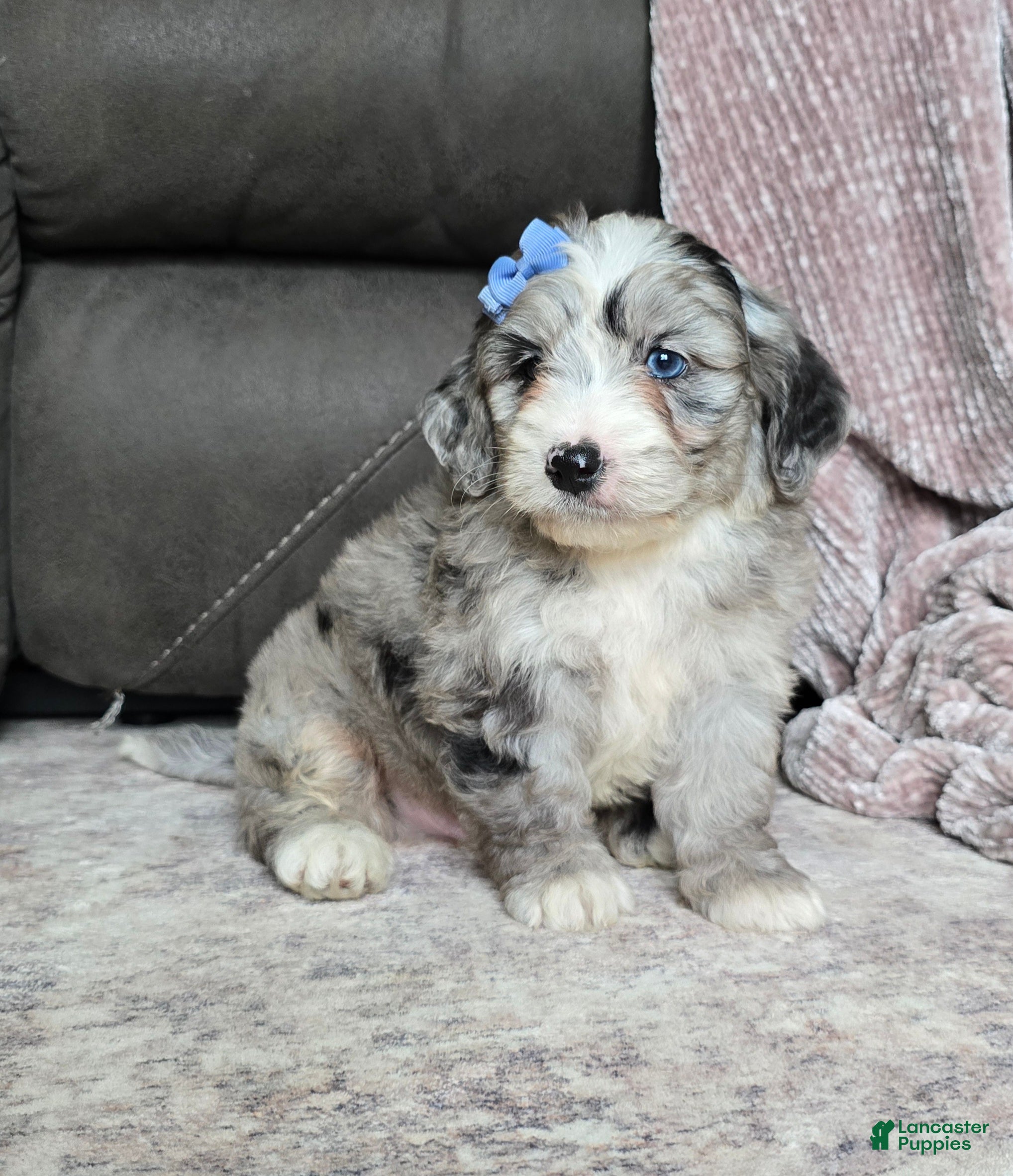 Mini Bernedoodle dogs Mini Wally - Ad 1