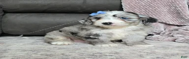 Mini Wally