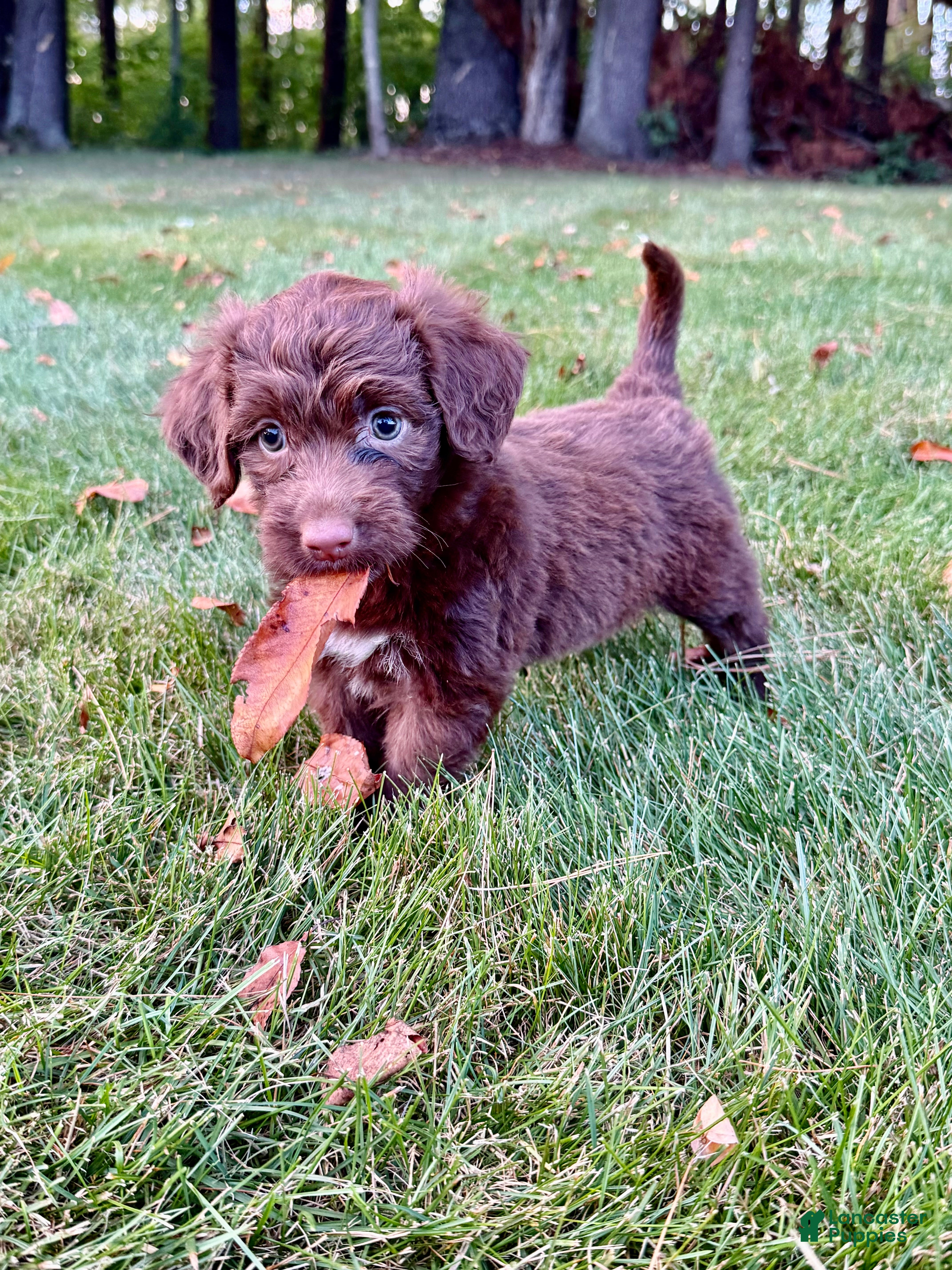 Portuguese Water Dog dogs Roxy - Ad 1