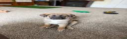 Mixed Breed dogs for sale: River - Ad 3