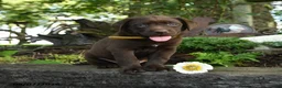 Labrador Retriever dogs for sale: Teddy - Ad 5