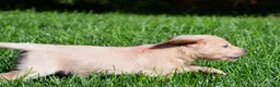 Labradoodle dogs for sale: Mindy - Ad 11
