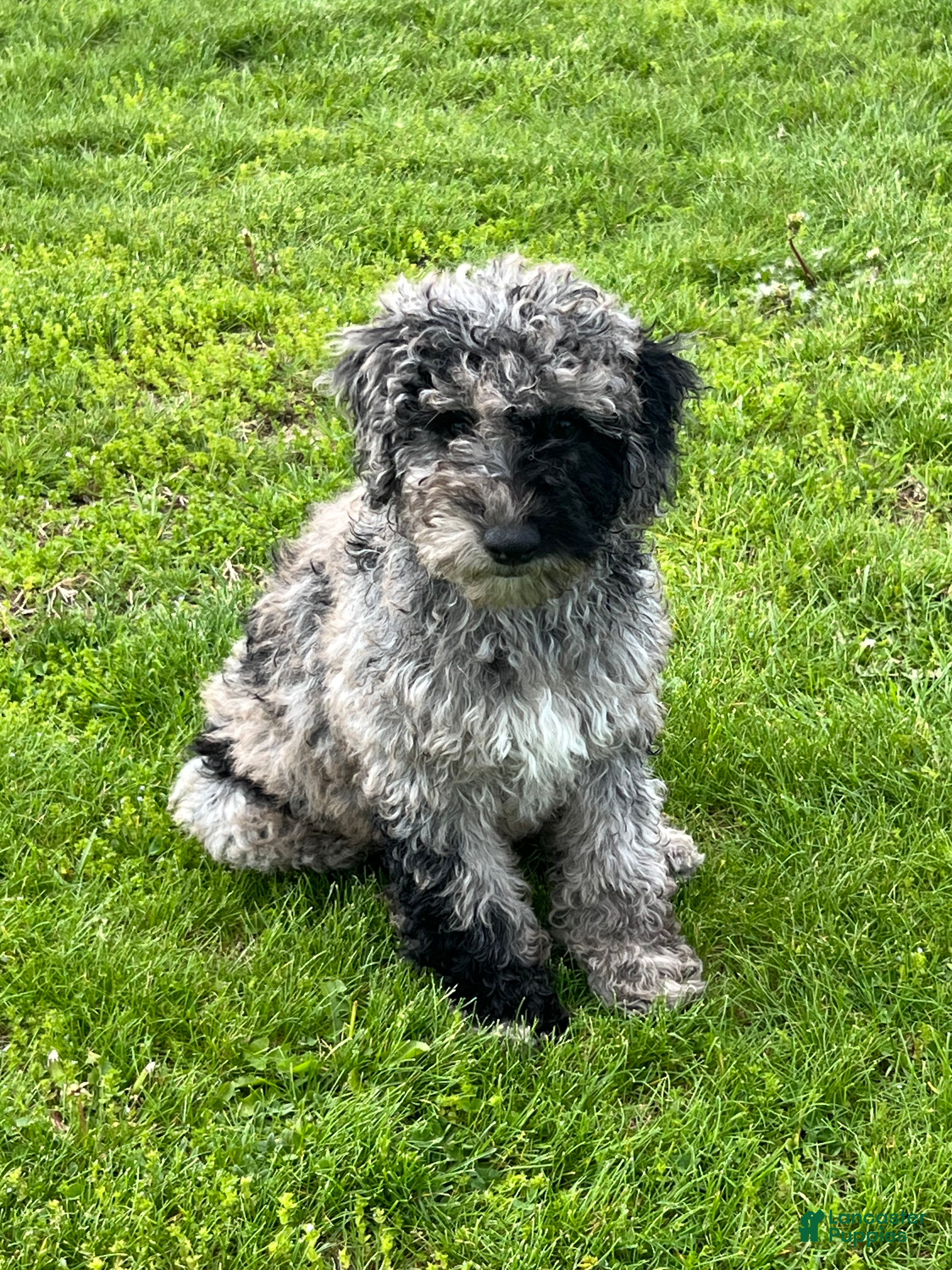 Mini Goldendoodle dogs Patch Mini Goldendoodle Puppy  - Ad 2