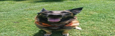 Belgian Malinois 1